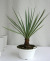 ユッカ・ショソティ観葉植物通販・販売
