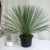 ユッカ　リネアリス観葉植物通販・販売