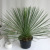 ユッカ　リネアリス観葉植物通販・販売