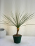 ユッカ・グラウラ観葉植物通販販売