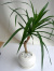 ドラセナパラオ観葉植物通販・販売