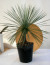 ユッカ　リネアリス観葉植物通販・販売