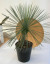 ユッカ　リネアリス観葉植物通販・販売