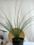 ダシリリオン・ロンギッシムム観葉植物通販・販売