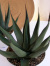 アガベ　シャークスキン観葉植物通販・販売