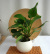 フィロデンドロ・グリーンプリンス　Ceramic  観葉植物通販・販売
