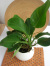 フィロデンドロ・グリーンプリンス　Ceramic 観葉植物通販・販売