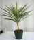 ユッカ中斑エレファンテス観葉植物通販・販売