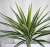 ユッカ中斑エレファンテス観葉植物通販・販売