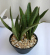 サンスベリア・ヒヤシントイデス　セラアート鉢観葉植物通販・販売