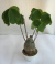 シュードボンバックス・エリプチカム観葉植物通販・販売 　ボトルタイプ