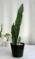 サンスベリア・ホワイトウェーブ観葉植物の販売