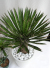 ユッカ・フィリフェラ観葉植物の販売