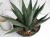 アガベシャークスキン観葉植物通販・販売