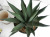 アガベシャークスキン観葉植物通販・販売