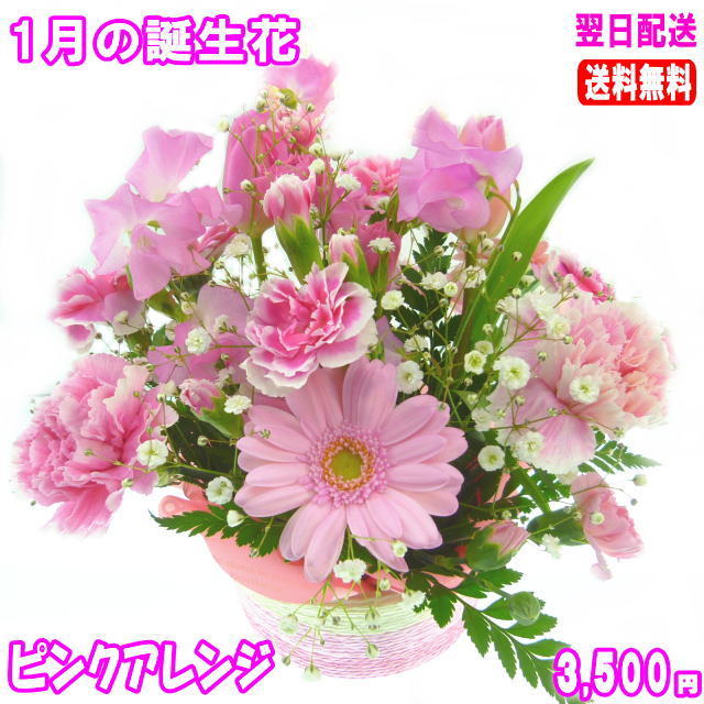 1月の誕生花★ピンクアレンジ3,500円【送料無料】【写真付きメッセージ選択可】ネット特価！！