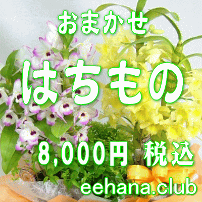 おまかせ鉢物★はちもの・花鉢・グループプランツ8,000円-【お祝い・お供え・ビジネス】