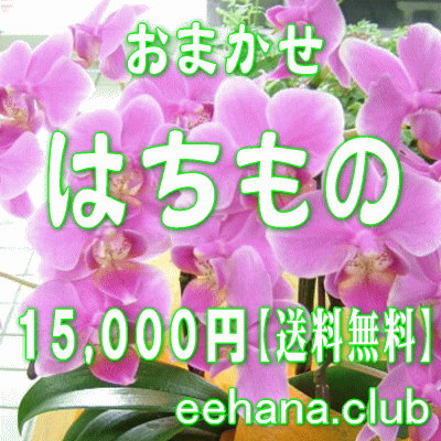 おまかせ鉢物★はちもの・花鉢・グループプランツ15,000円【送料無料】【お祝い・お供え・ビジネス】ネット特価！