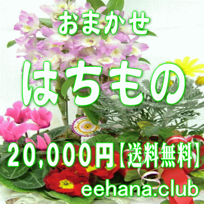おまかせ鉢物★はちもの・花鉢・グループプランツ20,000円【送料無料】【お祝い・お供え・ビジネス】