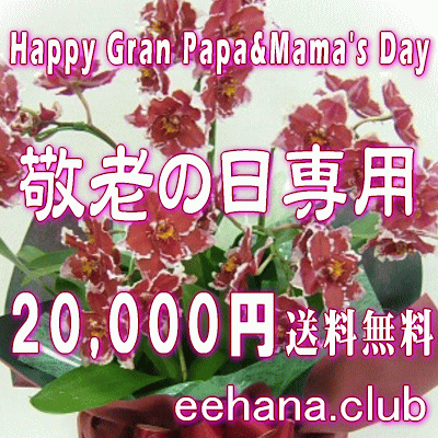 敬老の日専用★デザイナーにおまかせフラワー20,000円【送料無料】ネット特価！