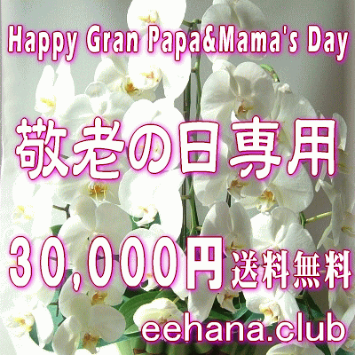 敬老の日専用★デザイナーにおまかせフラワー30,000円【送料無料】ネット特価！
