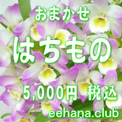 おまかせ鉢物★はちもの・花鉢・グループプランツ5,000円-【お祝い・お供え・ビジネス】ネット特価！