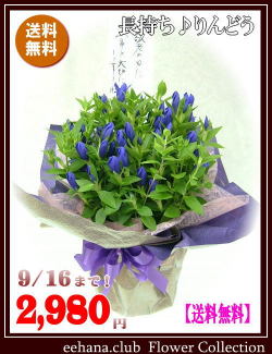 ★売れてます！敬老の日★長寿りんどう鉢物【青】2980円【送料無料】ネット特価！