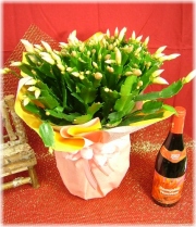 シャコバサボテン3,500円【サーモン】ネット特価！