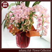 人気の垂れ咲き★シンピジューム【ミルキークイーン】18,000円【送料無料】お歳暮対応♪ネット特価！