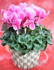 シクラメン★冬を彩る人気のお花2012★【パステルピンキー】3,500円-ネット特価！！