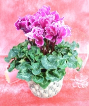 シクラメン★冬を彩る人気のお花2012★【パープルフレアー】3,500円-ネット特価！！