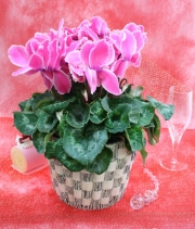 シクラメン★冬を彩る人気のお花2012★【ピンキーフレアー】3,500円-ネット特価！！