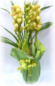 シンピジューム【ユーホーカラー】8,000円-ネット特価！