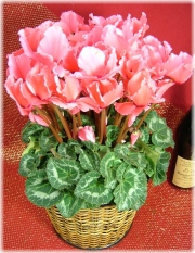 シクラメン3,500円【クラシックピンク】ネット特価！