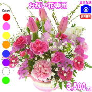 お祝い花専用フラワー3,000円【送料無料】【画像閲覧OK！】【カード付】開店・退職・結婚祝い・新築・出産 フラワー即日発送