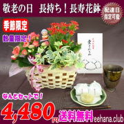 売れてます★大人気！長持ち花鉢が栗きんとん付で！4,480円【送料無料】★長寿花鉢＆季節限定★栗きんとん★敬老の日季節限定セット！