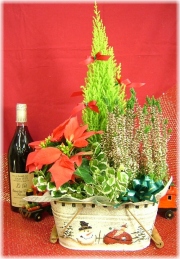 クリスマスの贈り物に★X'masグループプランツ【サンタ】3,800円ネット特価！！