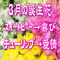3月の誕生花　3,000円-デザイナーにおまかせ！
