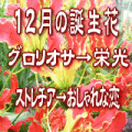 12月の誕生花　3,000円-デザイナーにおまかせ！