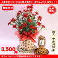 数量限定！オススメ！2020母の日★地元名物お菓子と赤カーネーション花鉢5号セット3,500円【送料無料】ネット特価！
