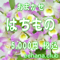 おまかせ鉢物★はちもの・花鉢・グループプランツ5,000円-【お祝い・お供え・ビジネス】ネット特価！