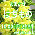 おまかせ鉢物★はちもの・花鉢・グループプランツ10,000円【送料無料】【お祝い・お供え・ビジネス】ネット特価！