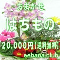 おまかせ鉢物★はちもの・花鉢・グループプランツ20,000円【送料無料】【お祝い・お供え・ビジネス】