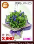 ★売れてます！敬老の日★長寿りんどう鉢物【青】2980円【送料無料】ネット特価！