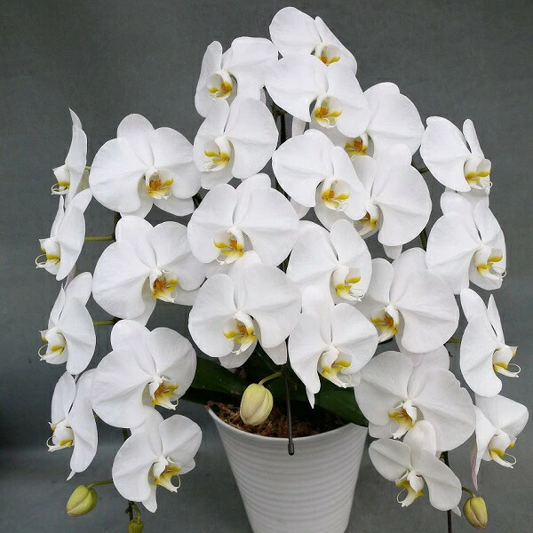 大輪胡蝶蘭　３本立ち　白　30輪（蕾込み）以上【送料無料】