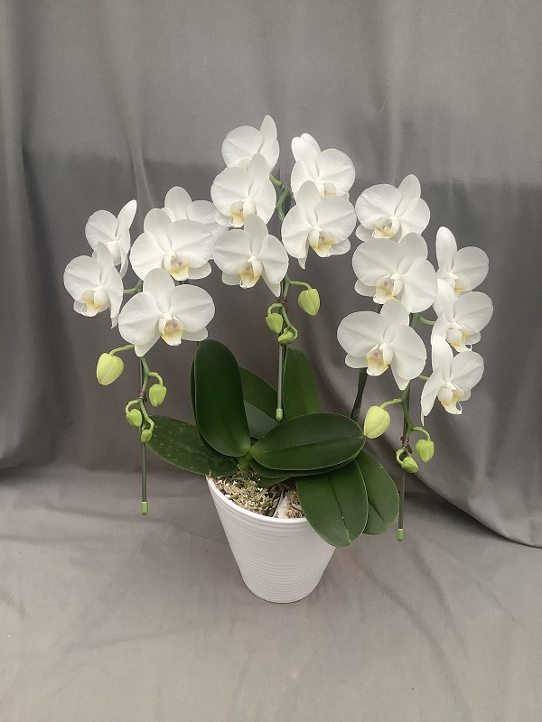 ５０００円 １００００円 エレガントフラワー