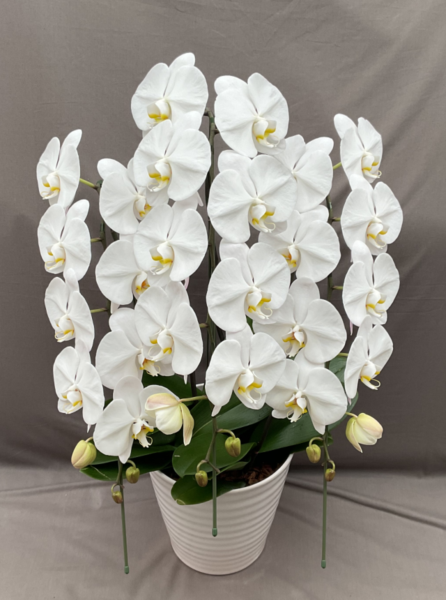 大輪胡蝶蘭　３本立ち　白　33輪（蕾込み）以上【送料無料】