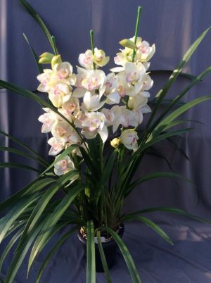 5000円～10000円 エレガントフラワー