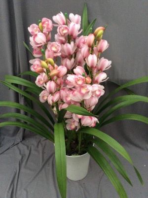 5000円～10000円 エレガントフラワー