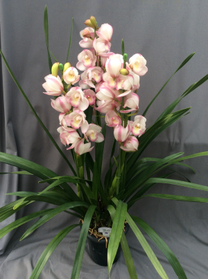 シンビジューム ピンク系 3本立ち以上【送料無料】※お花の品種は画像と異なる場合がございます。